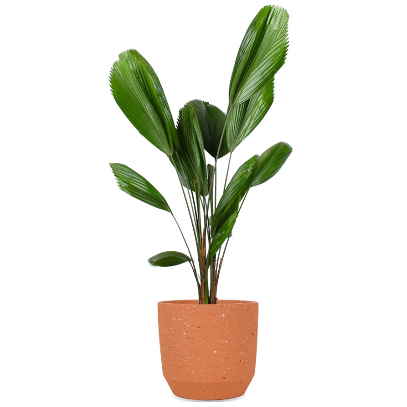 Licuala grandis (Strahlenpalme) (M)