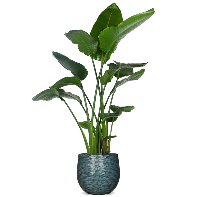 Strelitzia nicolai (Paradise-flowered) (XL)