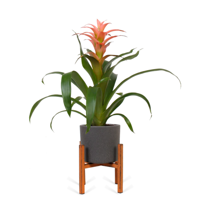 Guzmania melissa (Bromelia)