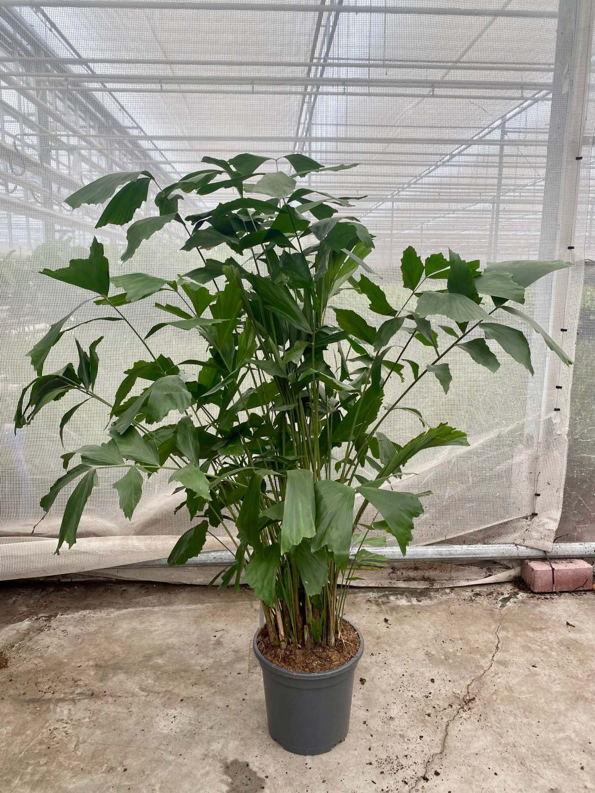 Caryota mitis (Groggy Twigs)