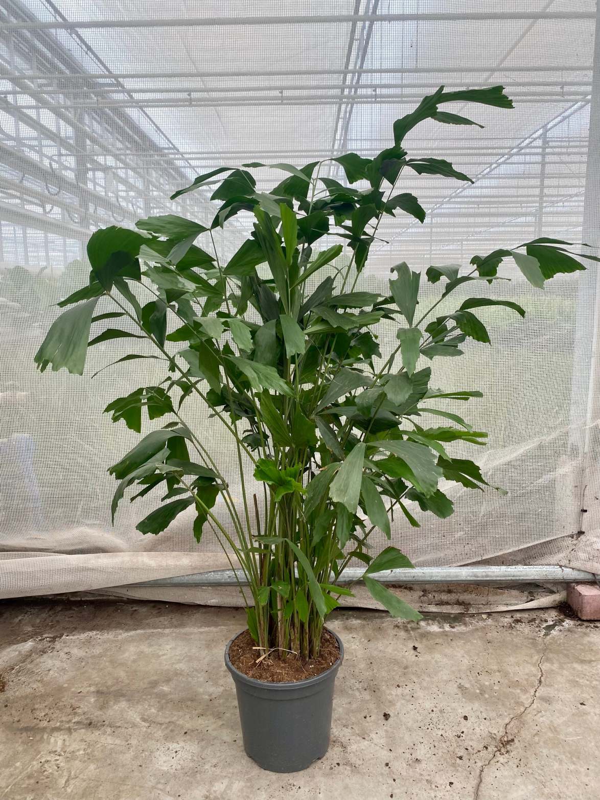 Caryota mitis (Groggy Twigs)