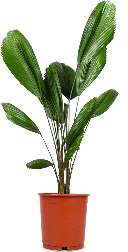 Licuala grandis (Sunflower Palm) (M)