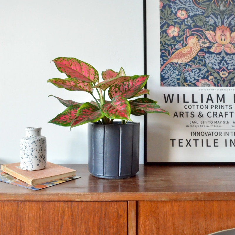 Aglaonema spotted star (S)