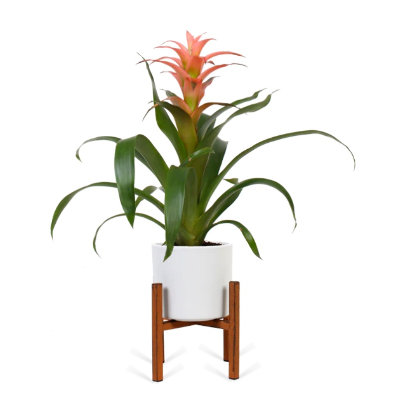 Guzmania melissa (Bromelia)