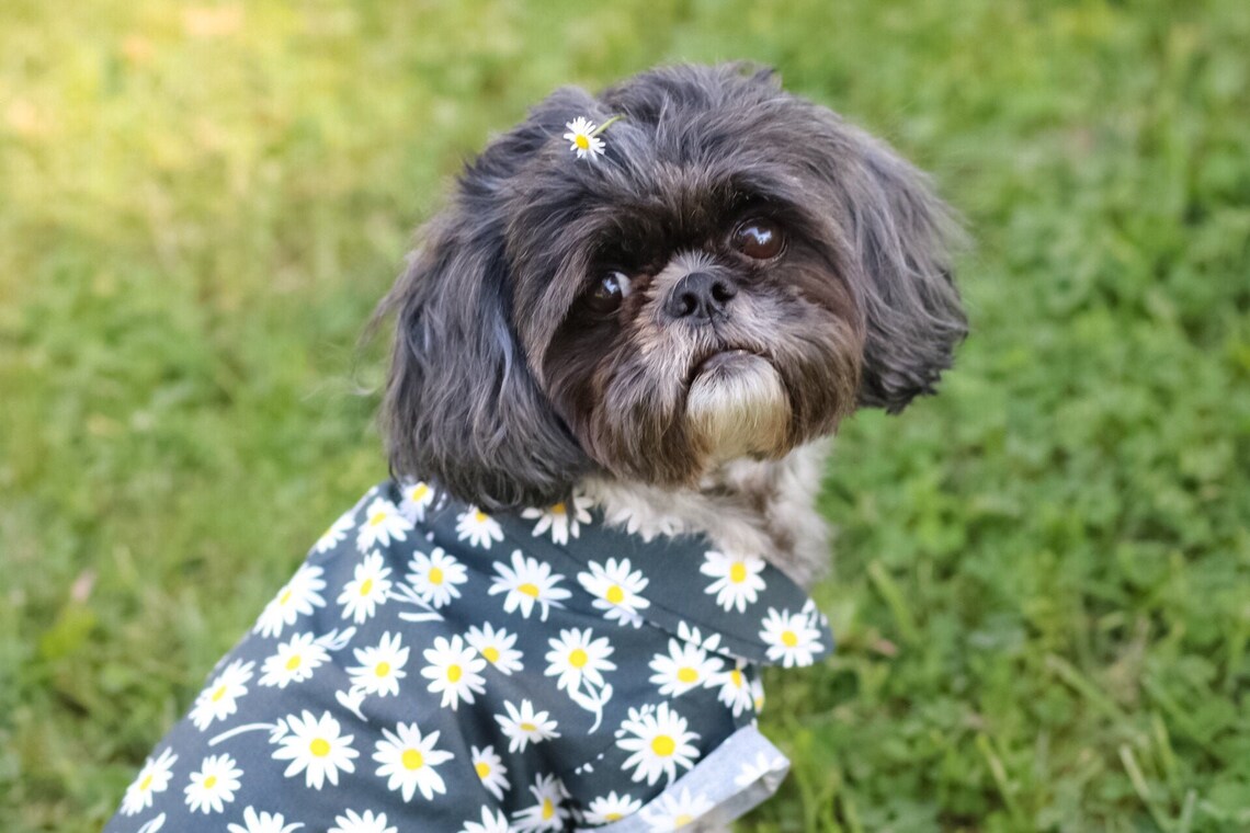 Dog Clothes by Chompers and Sons  | The Daisy Print Dog Shirt