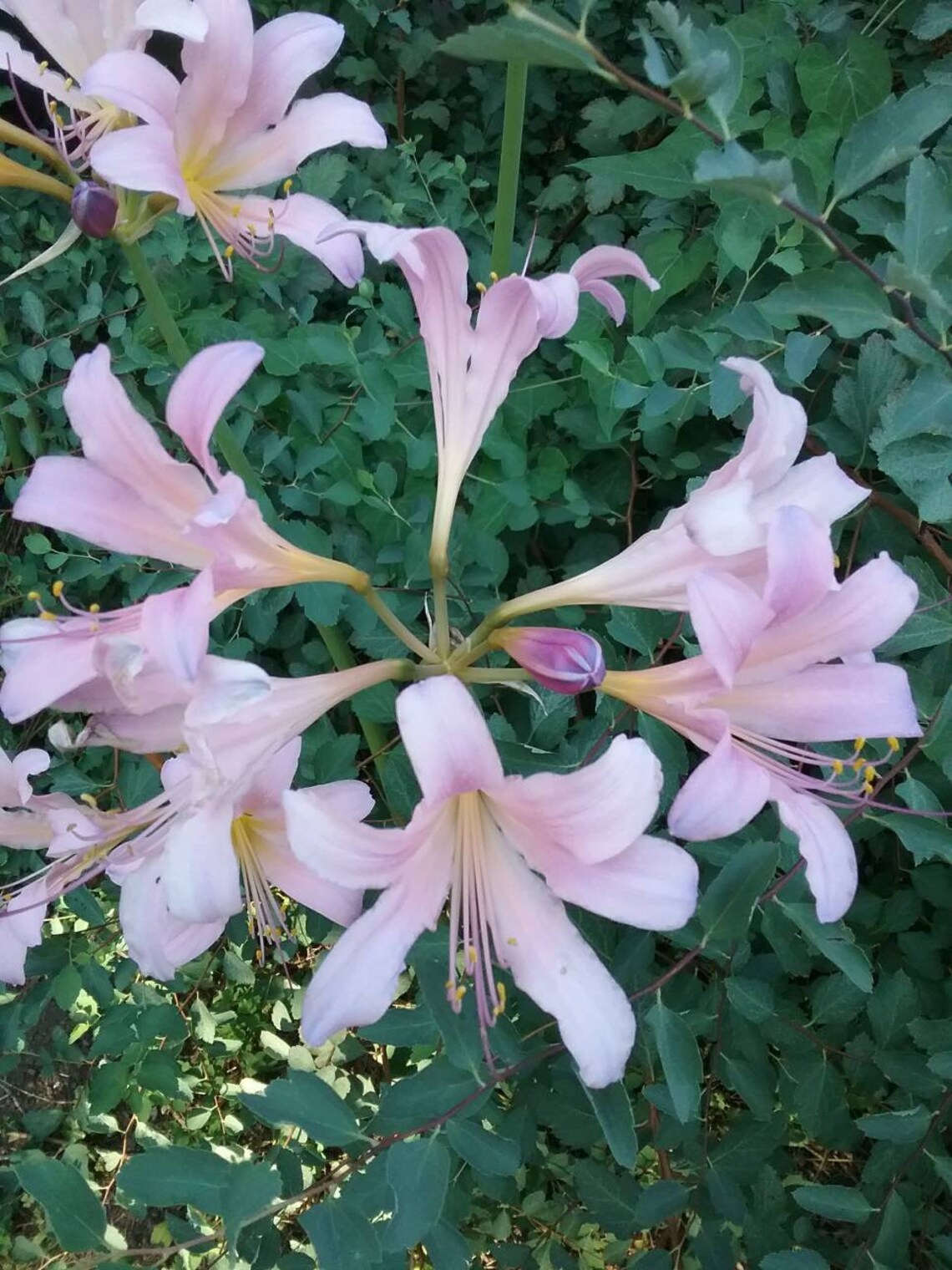 Two dozen (24) Surprise lily bulbs naked ladies heirloom bulb From grandma's garden just for you Blooms in the heat of summer FREE Shipping