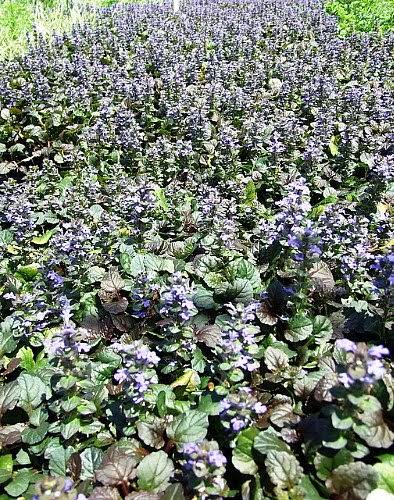 Bronze Beauty Ajuga 48 Plants - Carpet Bugle - Very Hardy -1 3/4x22 Pots