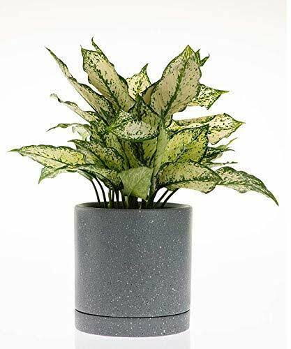 Decorative Ceramic Planter with Saucer (Sand Grey, 8x22x 8x22)