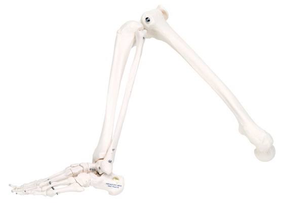 Fabrication Enterprises Anatomical Model - Loose Bones, Leg Skeleton, Right (Wire) 12-4586r