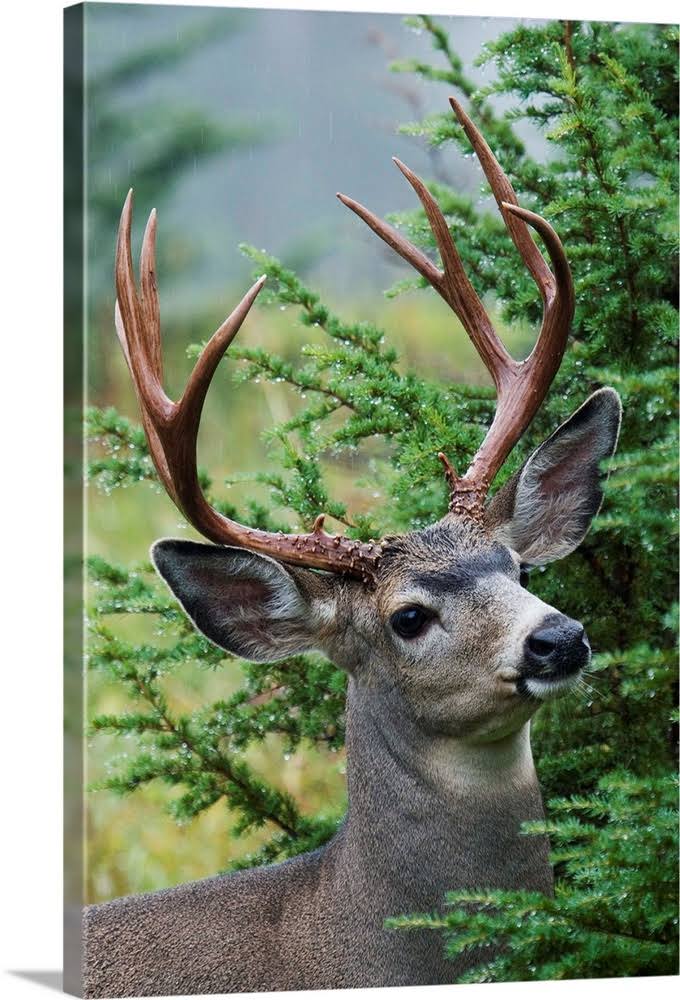 Black-Tail Deer Buck | Canvas Wall Art | 40x60 | Great Big Canvas