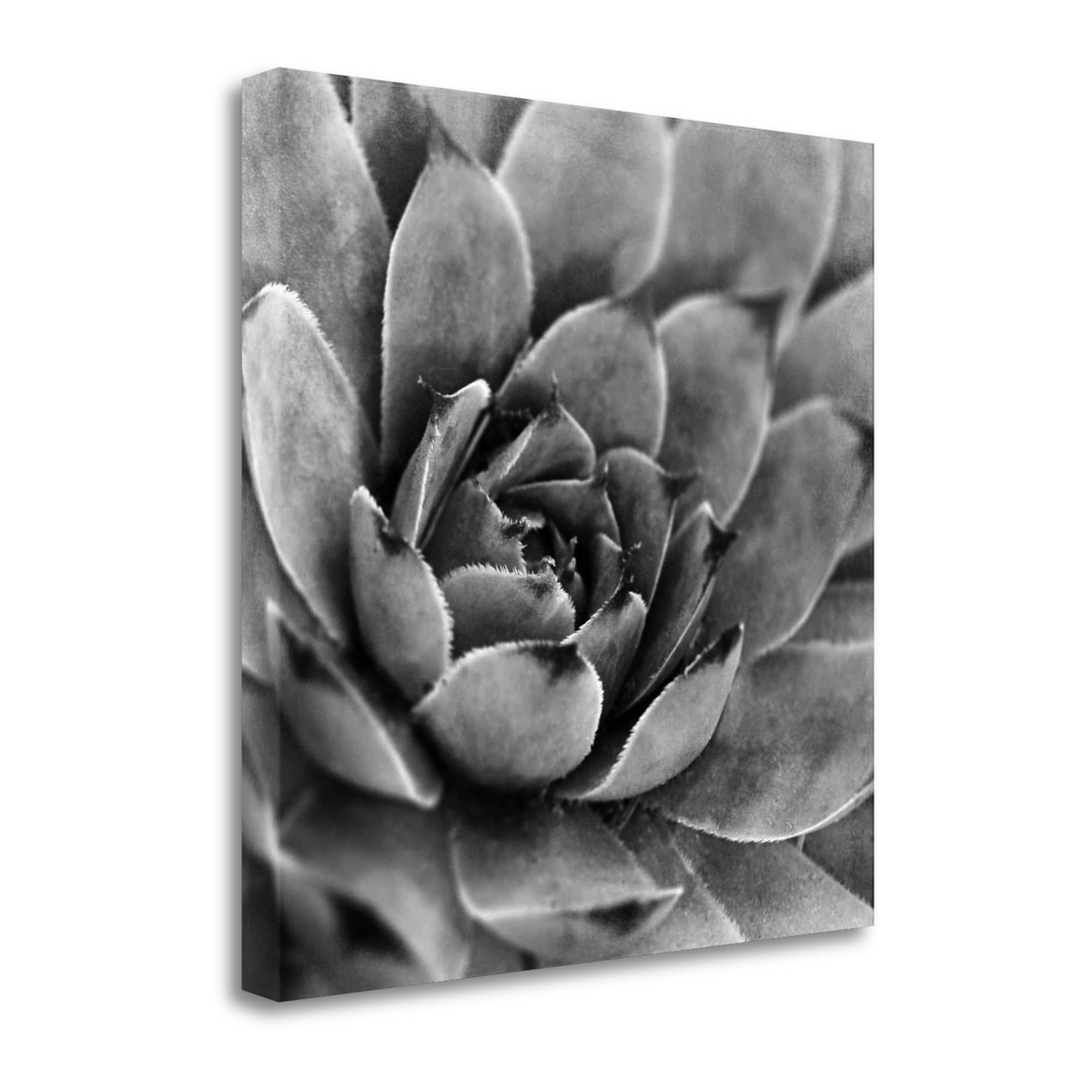 Tangletown Fine Art Garden Succulent IV by Laura Marshall