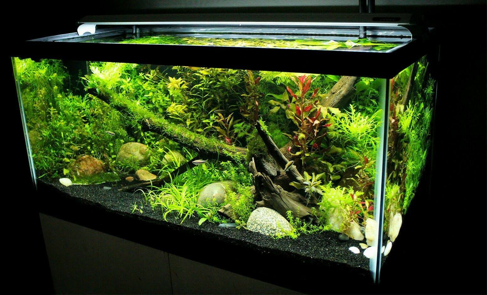 Finnex Planted+ 24/7 CRV Aquarium LED Light 20x22