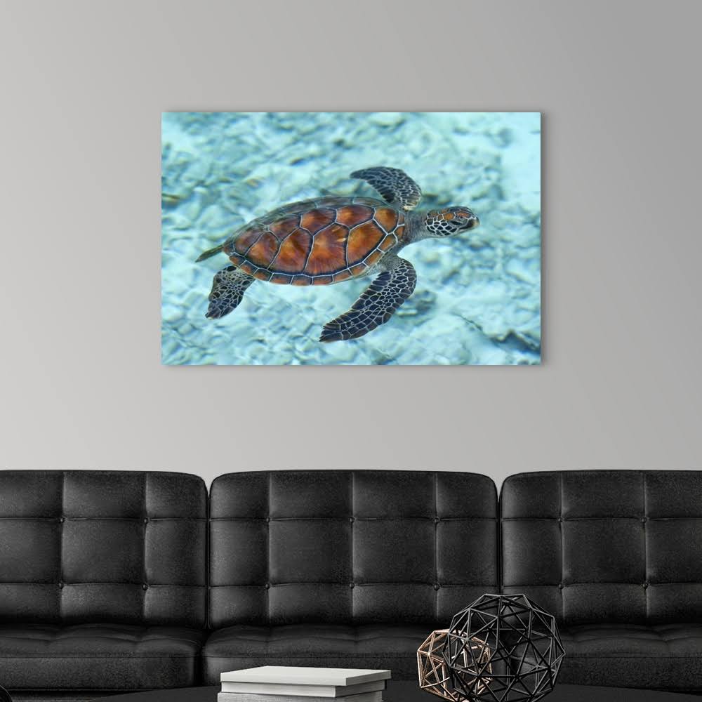 Green Sea Turtle. | Canvas Wall Art | 36x24 | Great Big Canvas