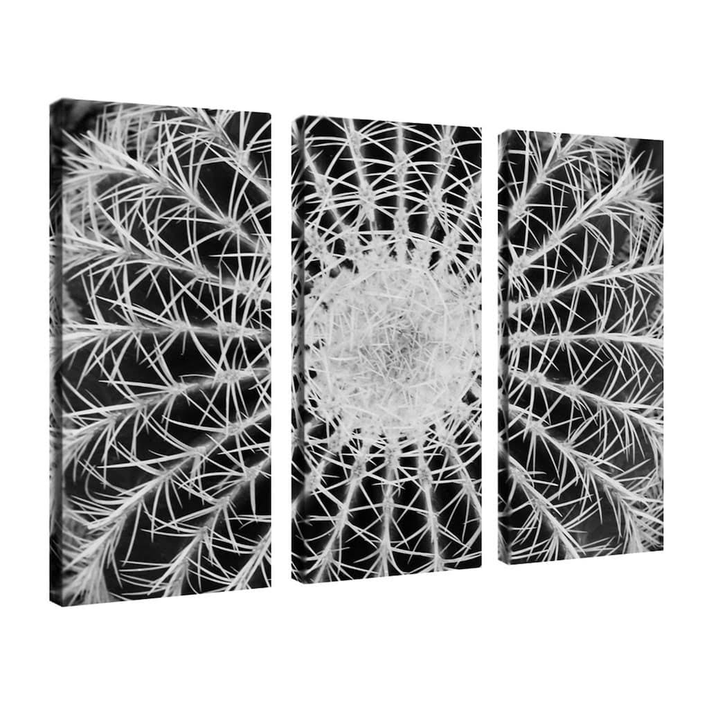 Trademark Art Barrel Cactus Canvas Art by Kurt Shaffer, 3-Piece