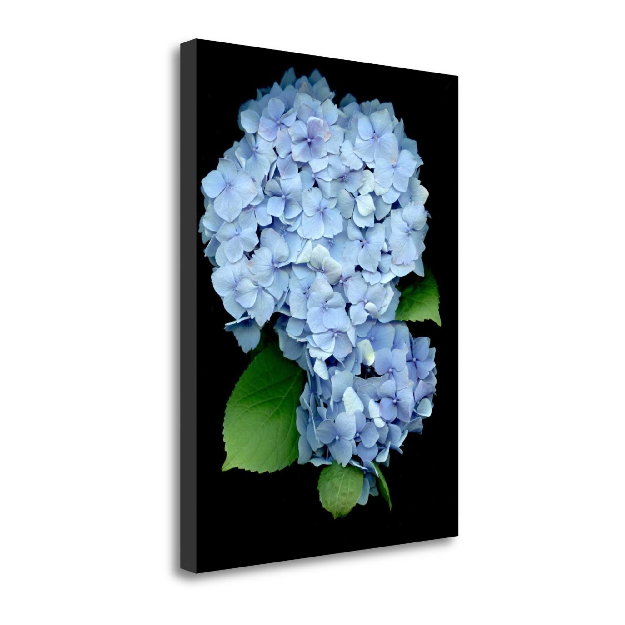 Tangletown Fine Art Floral Color, 26x22 by Alan Blaustein, Giclee Print on Wrap Canvas, 25x33x22