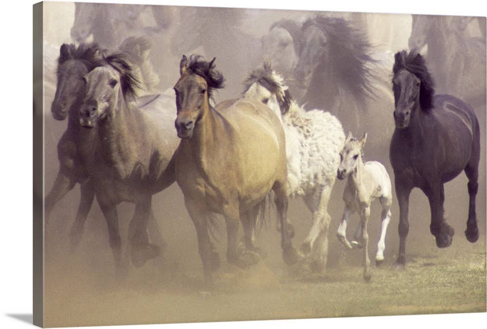 Wild Horses Running | Canvas Wall Art | 60x40 | Great Big Canvas