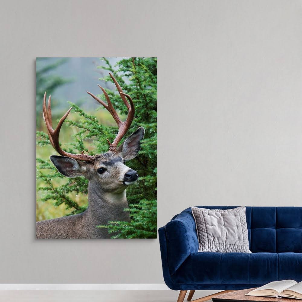 Black-Tail Deer Buck | Canvas Wall Art | 40x60 | Great Big Canvas