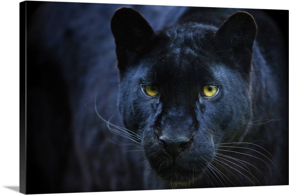 Black Panther | Large Solid-Faced Canvas Wall Art Print | Great Big Canvas