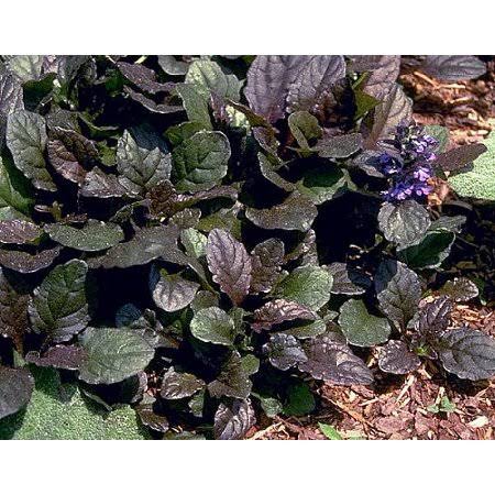 Bronze Beauty Ajuga 48 Plants - Carpet Bugle - Very Hardy -1 3/4x22 Pots
