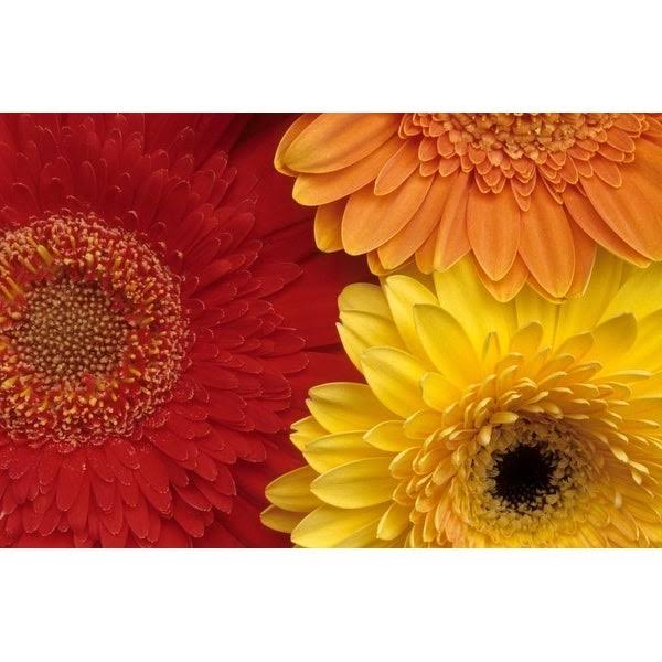 Easy Art Prints Daisy Gilardini's 'Gerber Daisy' Premium Canvas Art - 24 x 36 - Modern Black Frame