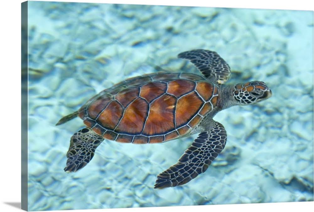 Green Sea Turtle. | Canvas Wall Art | 36x24 | Great Big Canvas