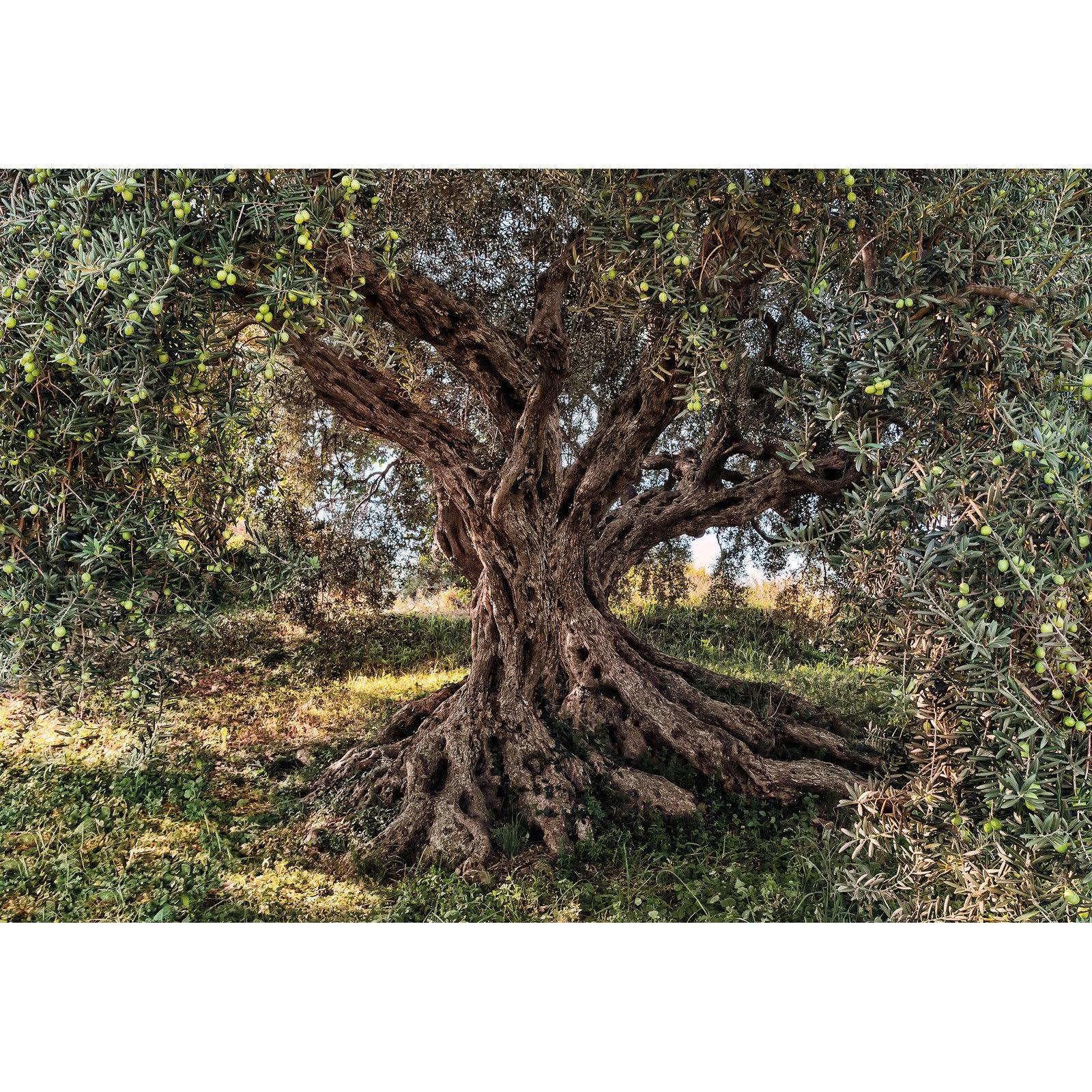Komar 8-531 Olive Tree Wall Mural