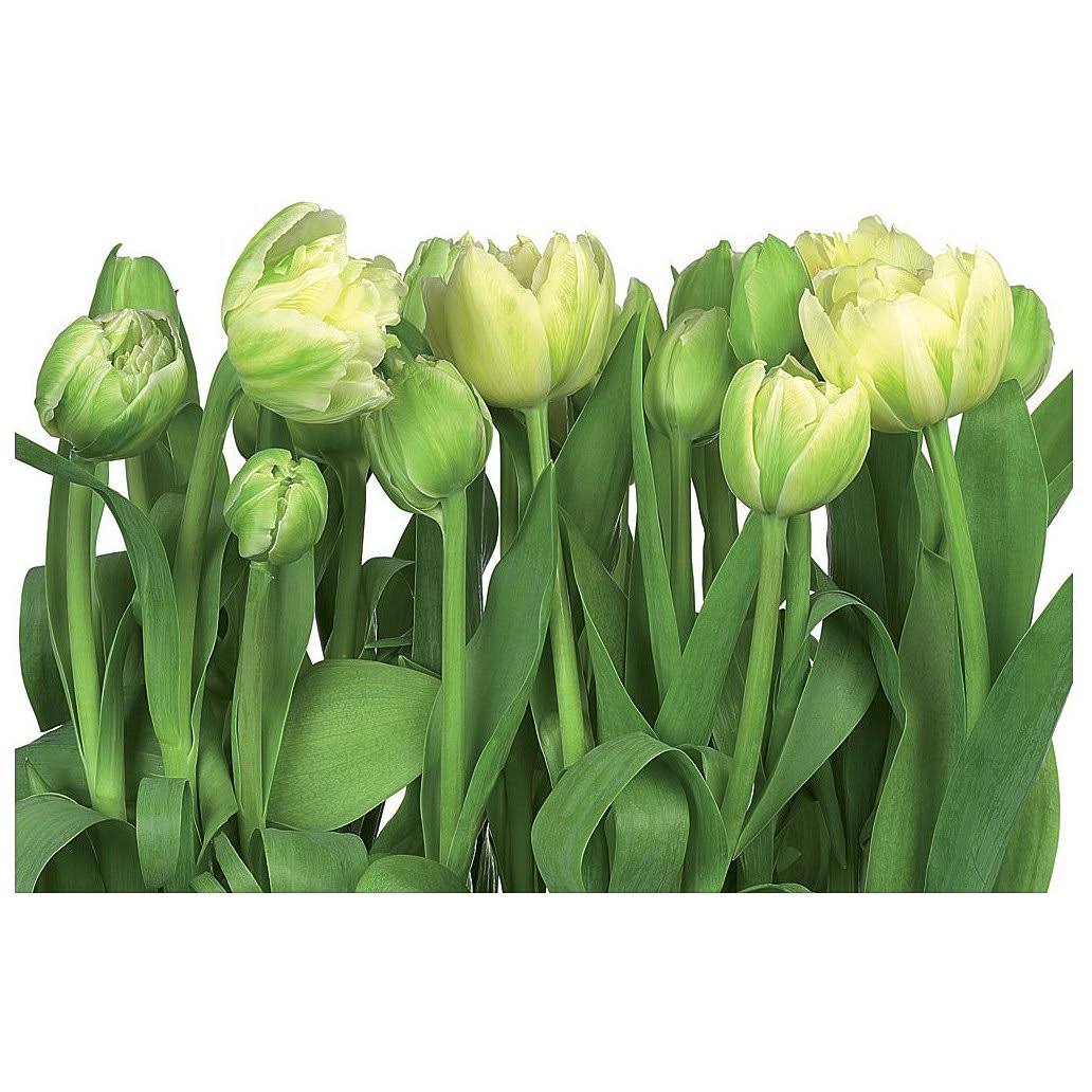 Komar by Brewster 8-900 Tulips Wall Mural