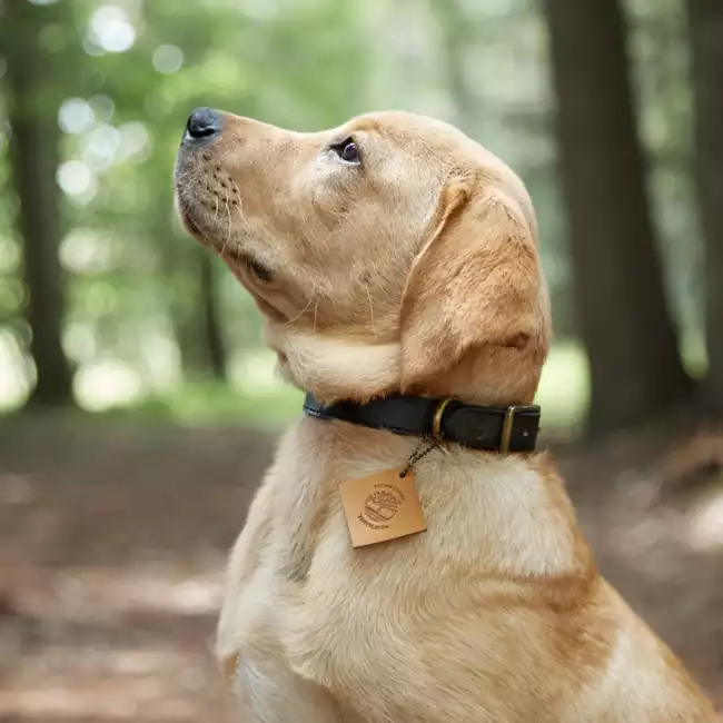 Large Leather Dog Collar