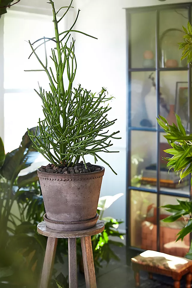 Bergs Helena Terracotta Pot + Saucer Set