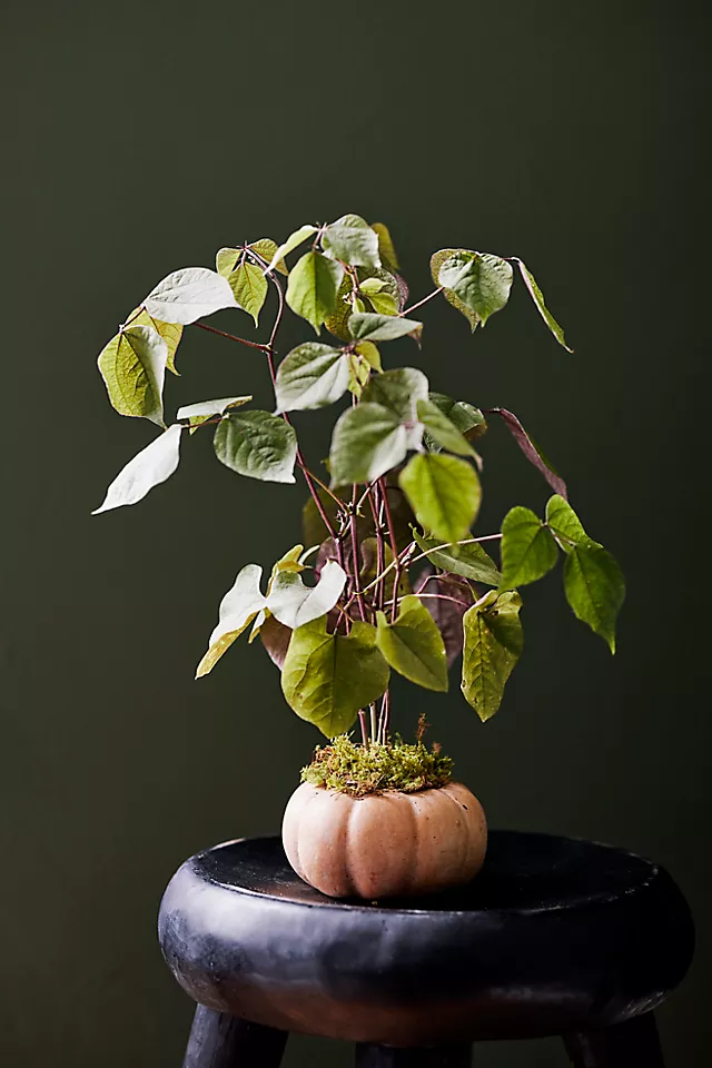 Ceramic Pumpkin Planter, Mini