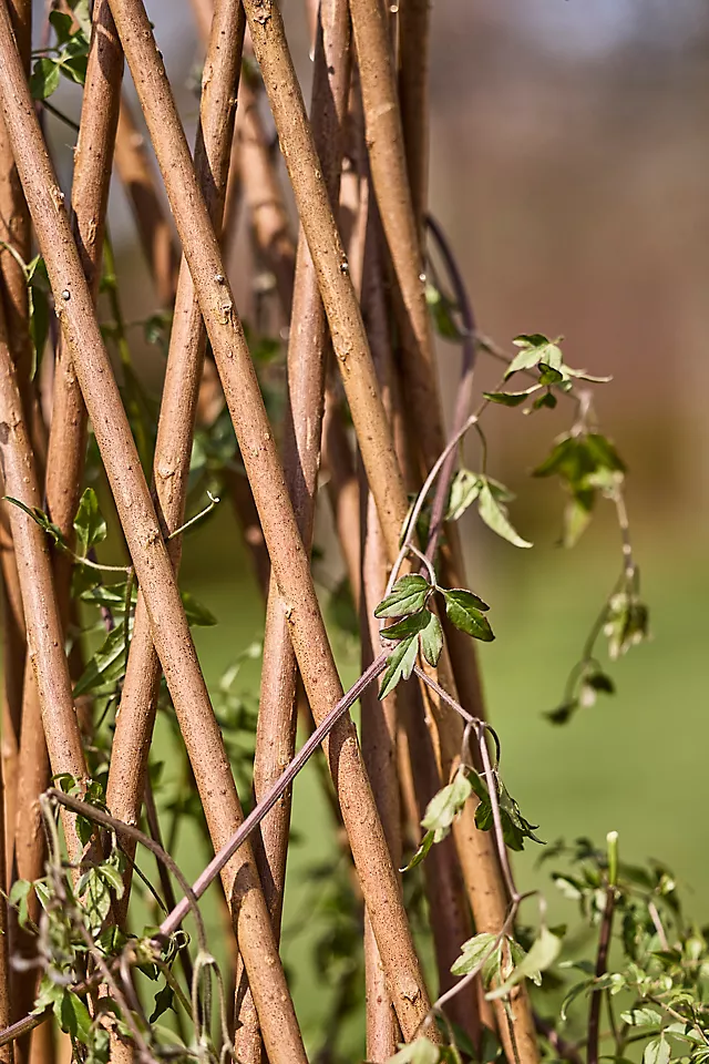 Woven Willow Cone Obelisk