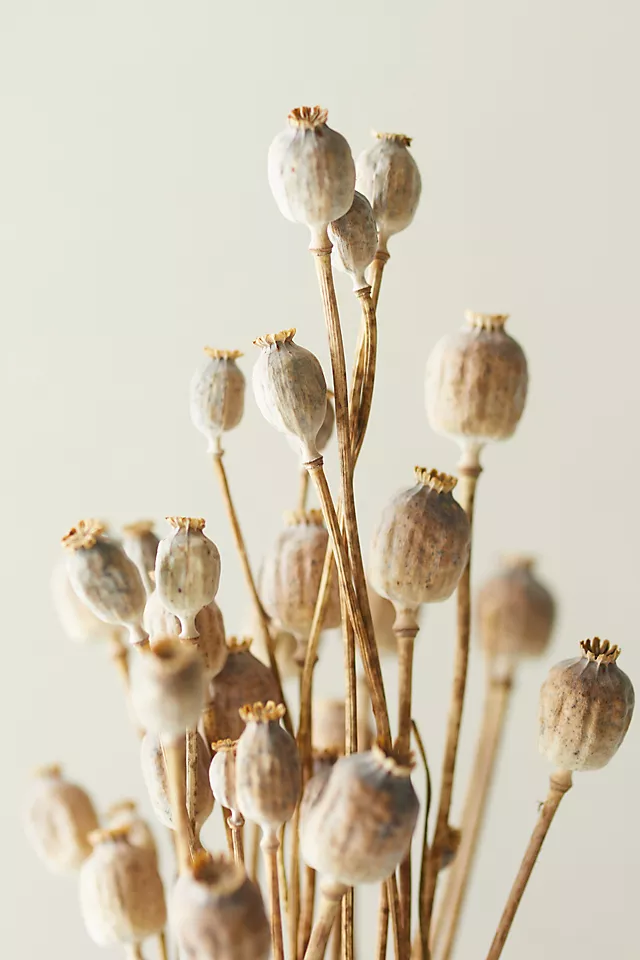 Dried Papaver Bunch