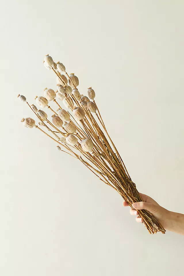 Dried Papaver Bunch