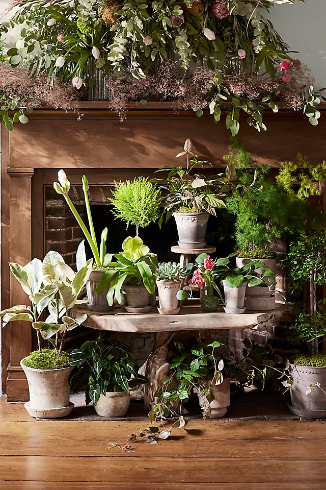 Bergs Helena Terracotta Pot + Saucer Set