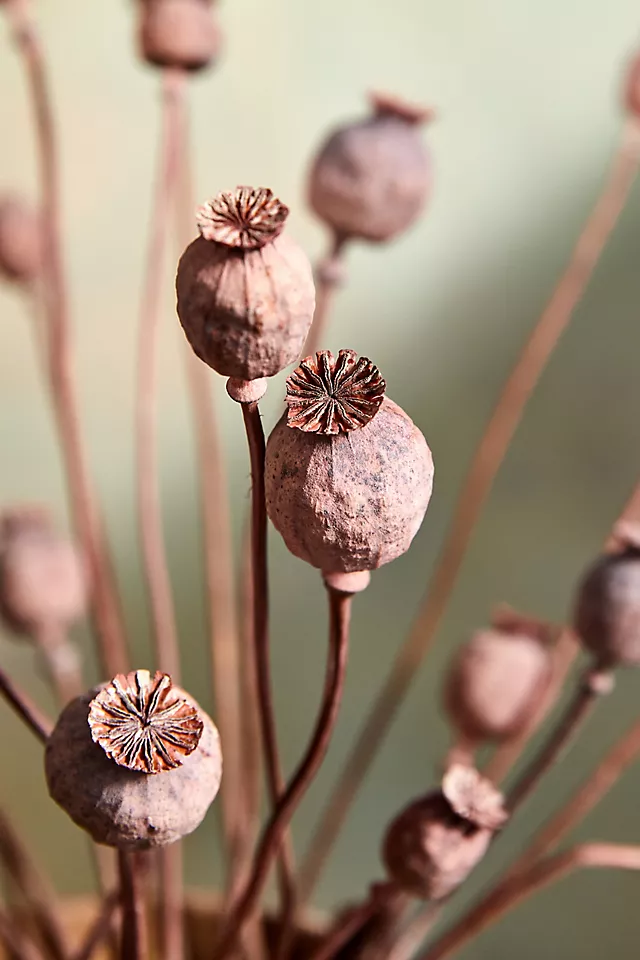 Dried Papaver Bunch
