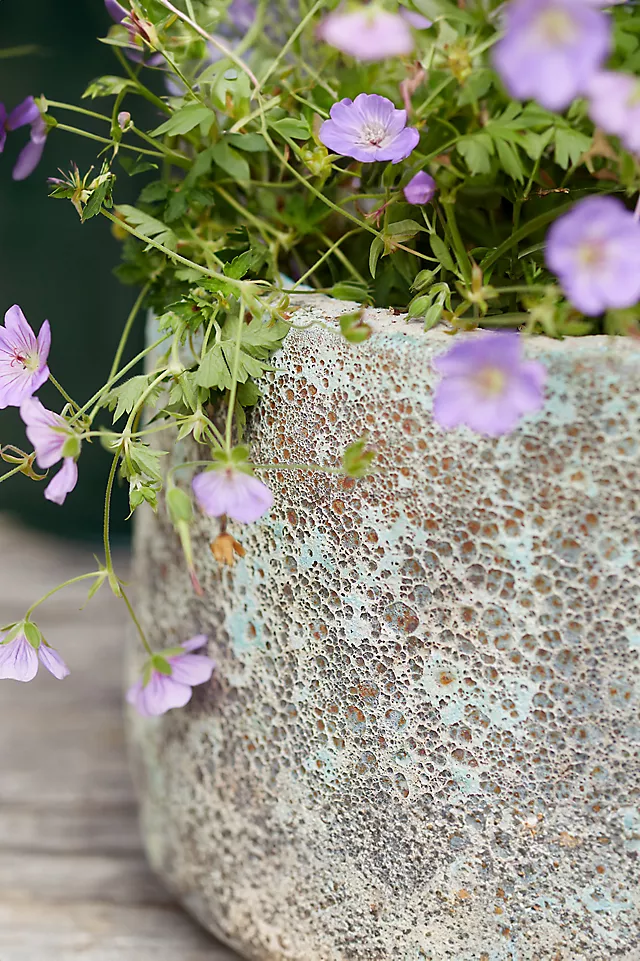 Barnacle Lucy Planter