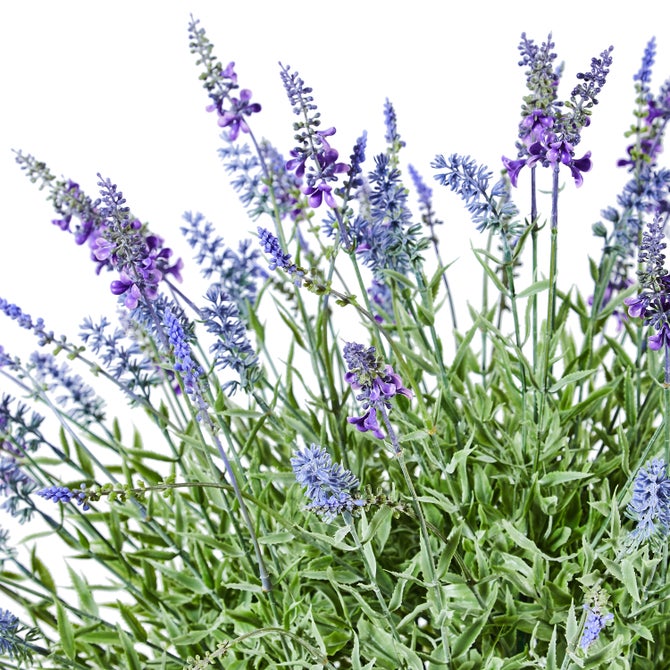 Lavender Urn Filler