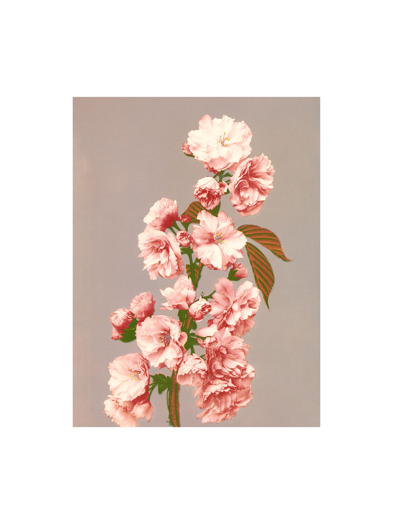 Poster 50 x 70 Paper.