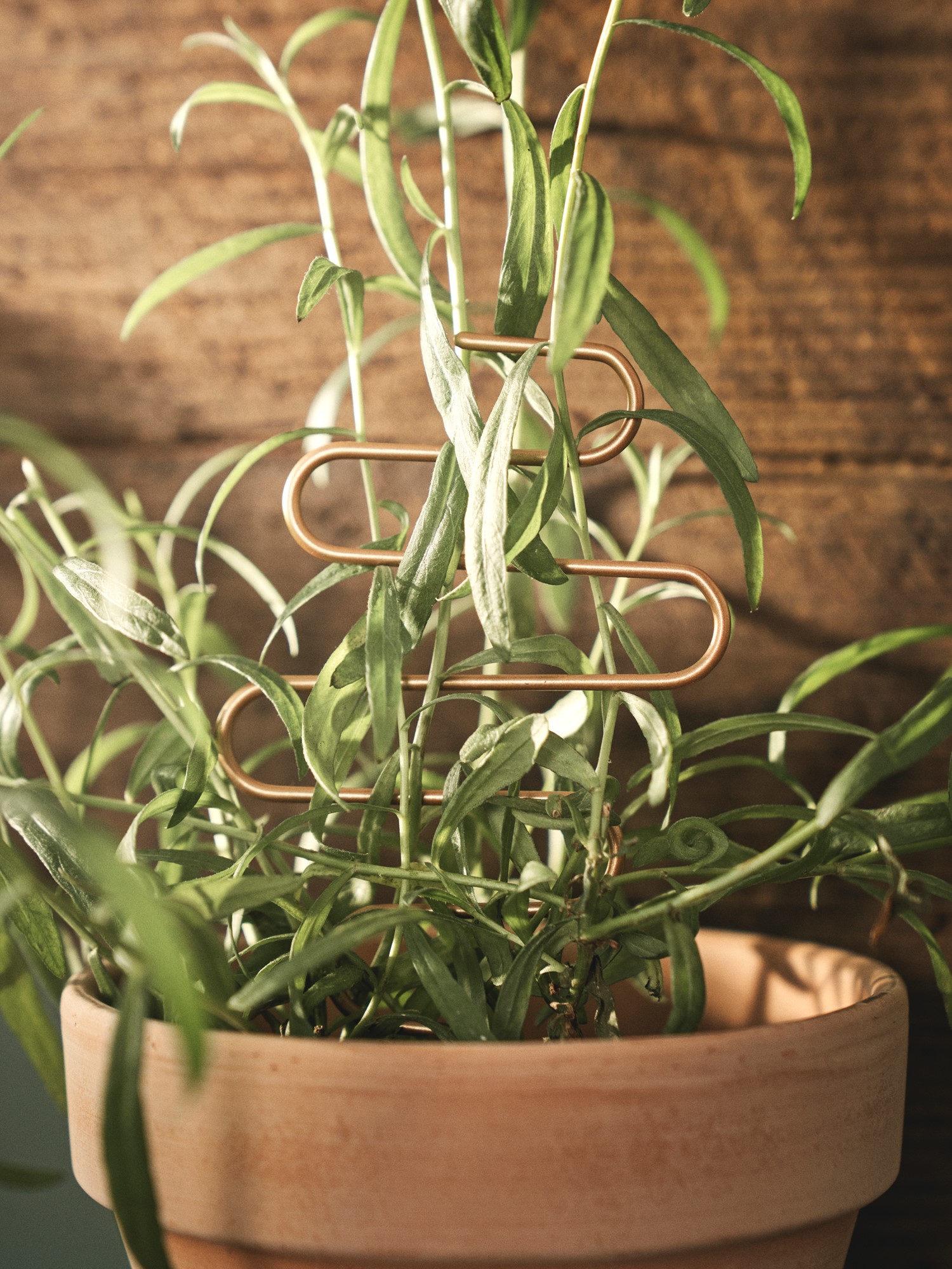 Plant support stick Iron. 3 x 18 cm.