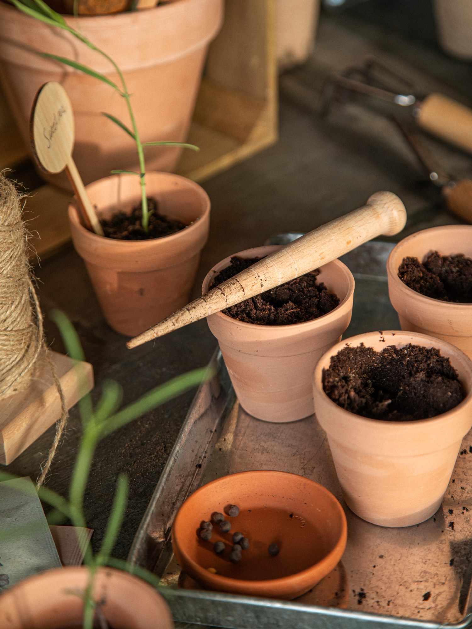 Dibber Beech wood. 15 cm.