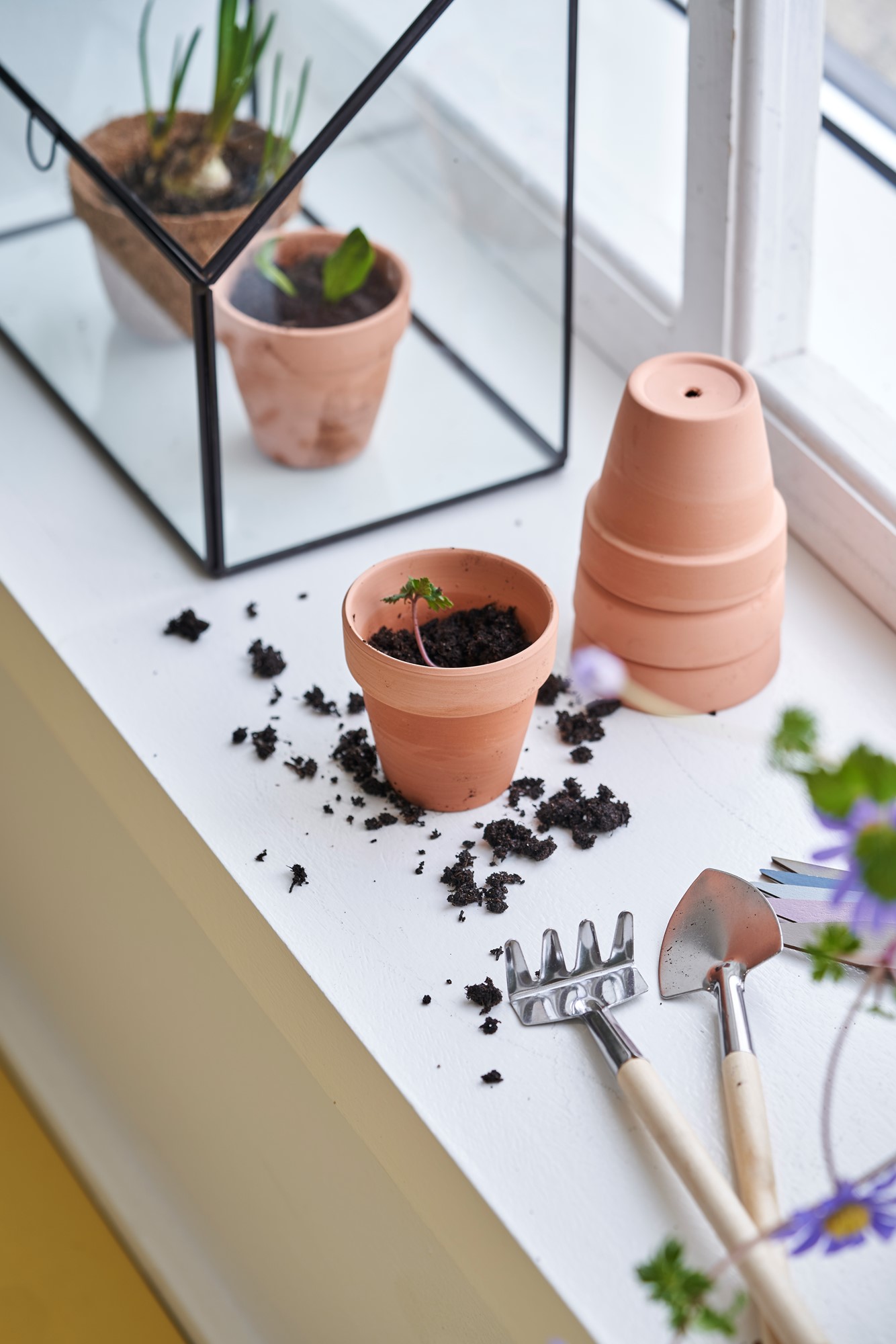 Terracotta seedling pots Terracotta. 7 x 6 cm. 3 pcs.