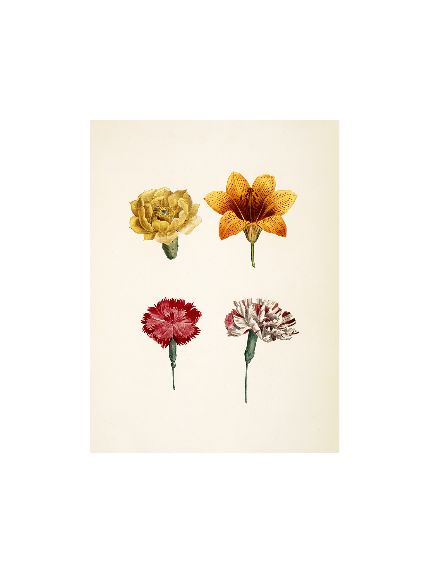 Poster A3 Paper. 29.7 x 42 cm.