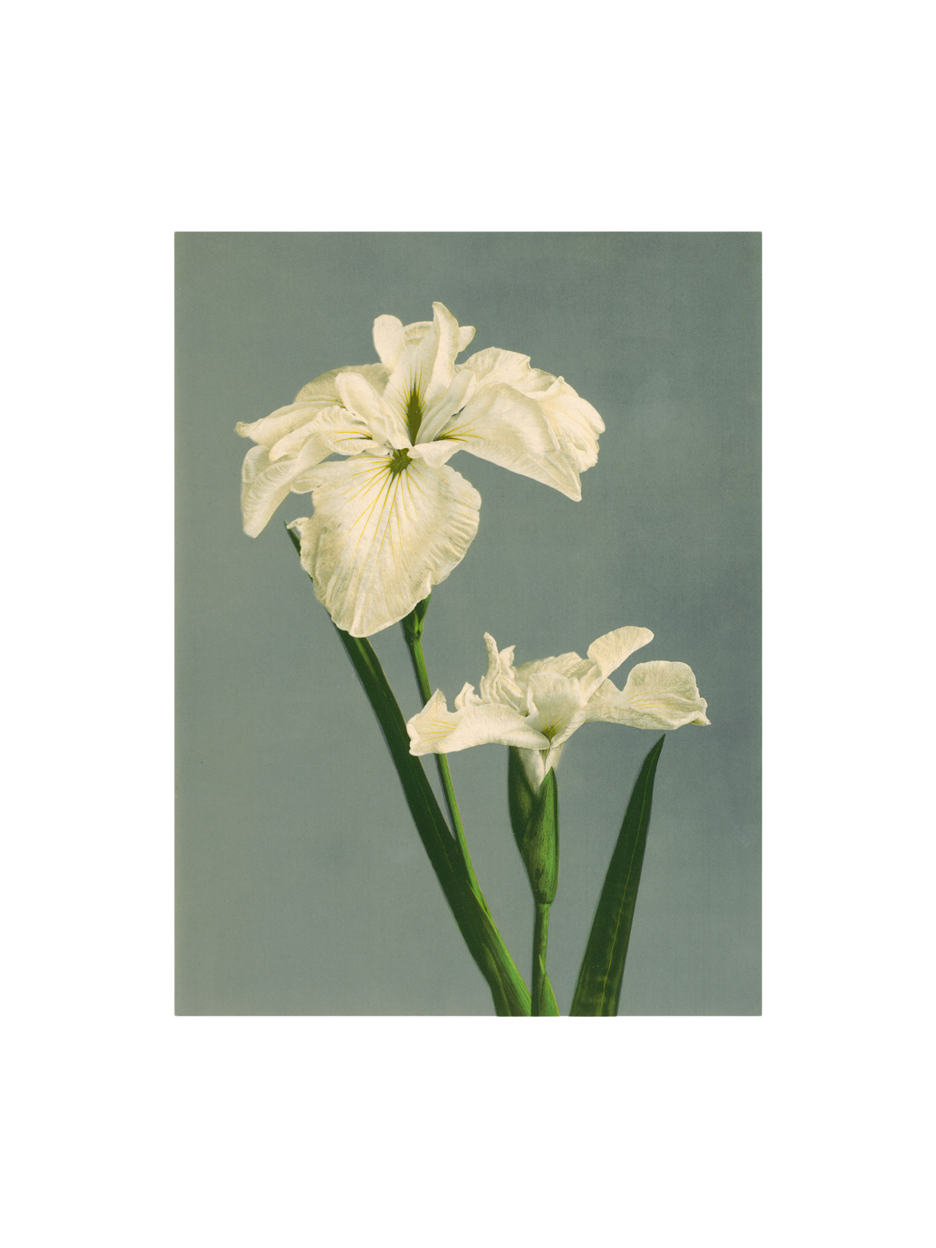 Poster 50 x 70 Paper.