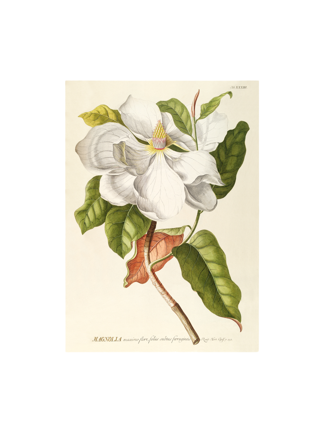 Poster 50 x 70 Paper.