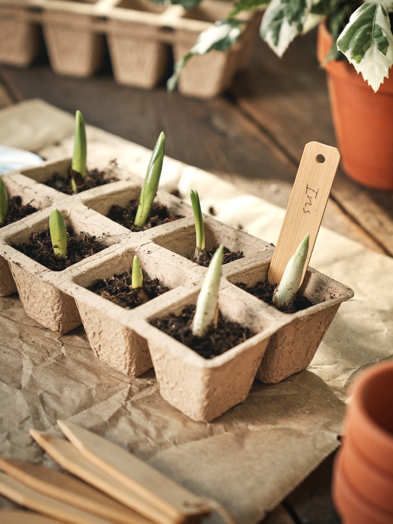 Plant markers Bamboo. 11 x 1.5 cm. 6 pcs.