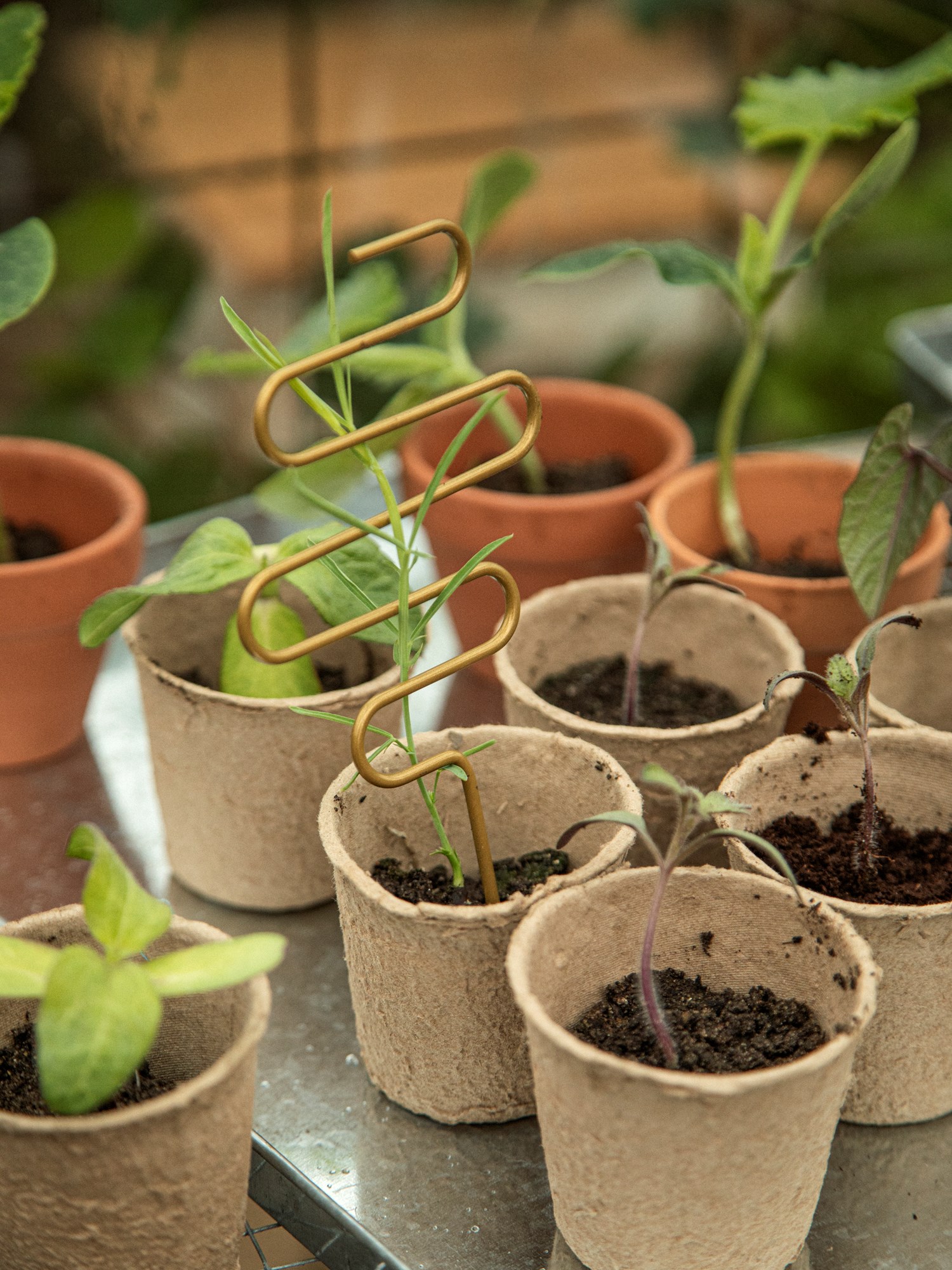 Plant support stick Iron. 3 x 18 cm.