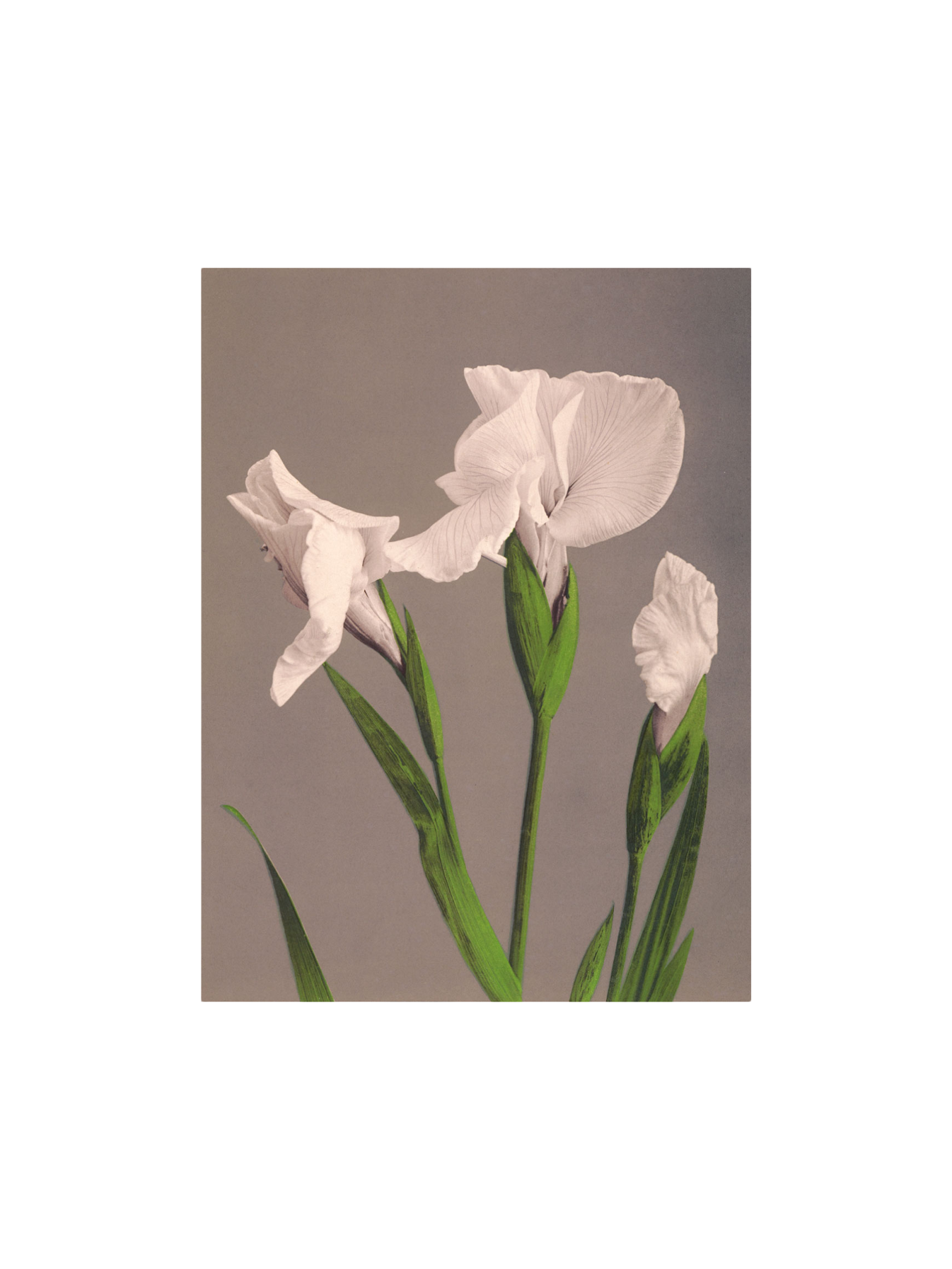 Poster A3 Paper. 29.7 x 42 cm.