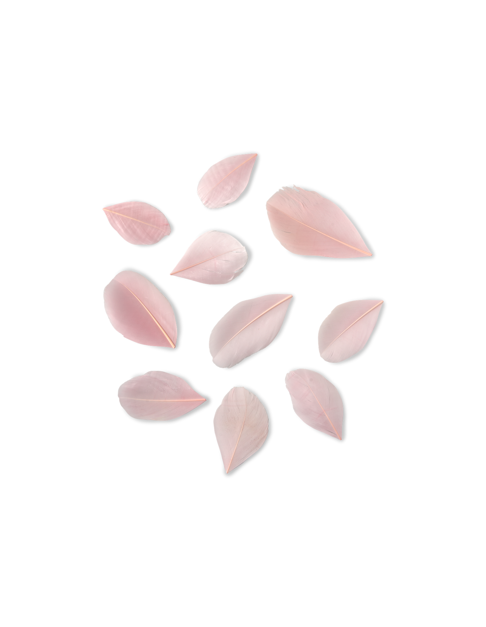 Feathers Goose. 5 g.