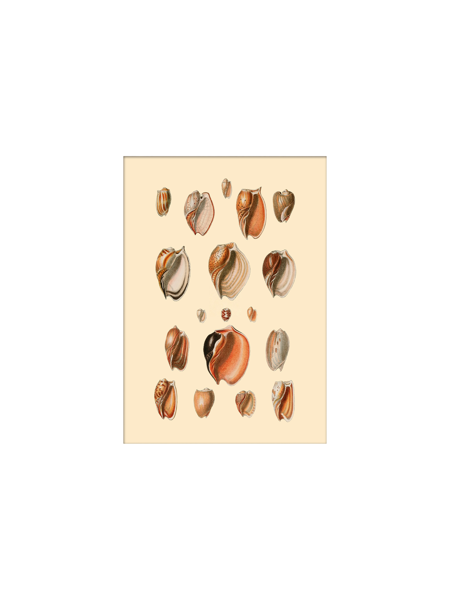 Poster 15 x 21 Paper. 15 x 21 cm.