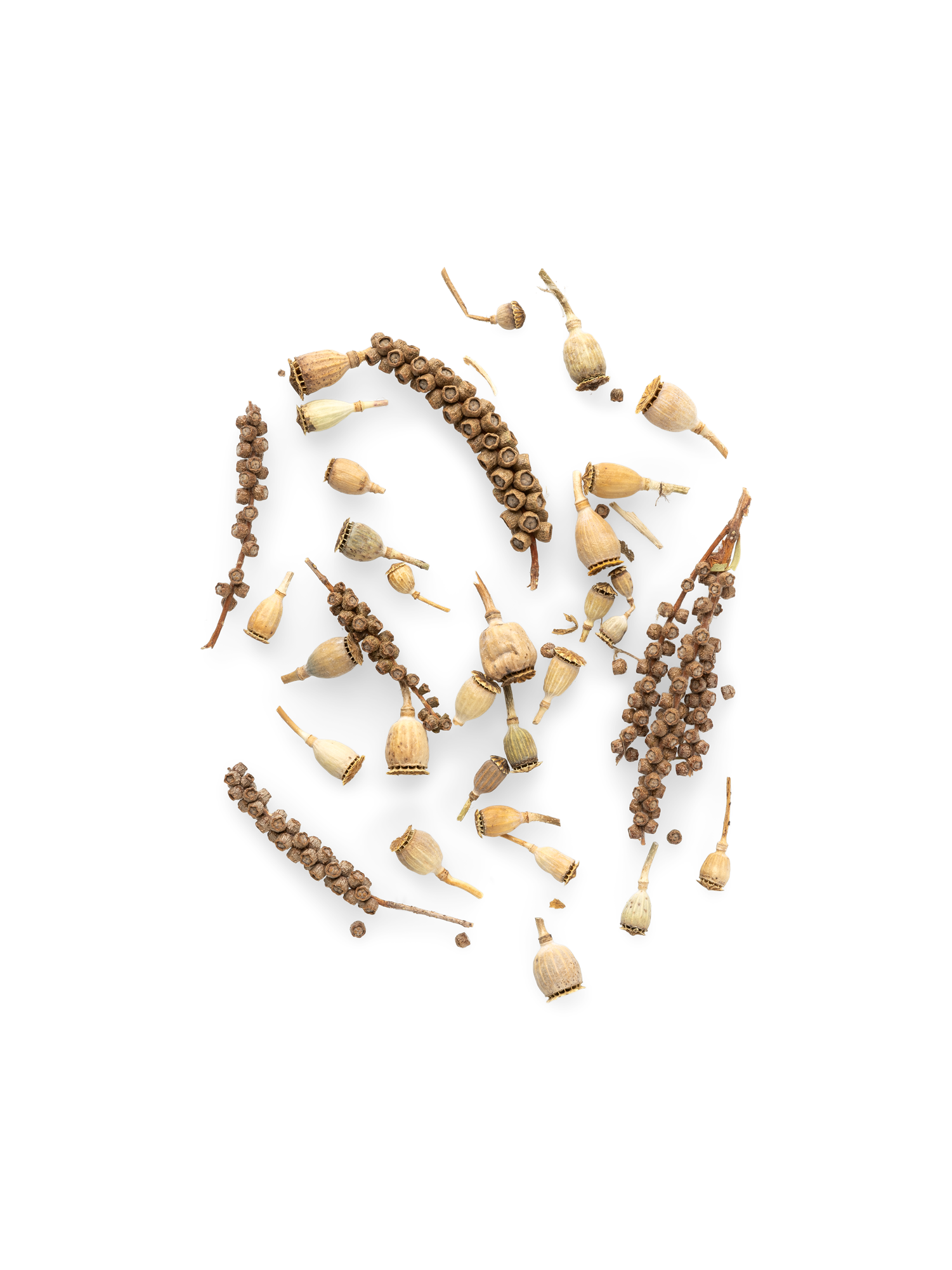 Decorative poppy mix 10 g.